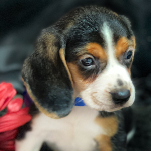 Beagle Puppy Ryker