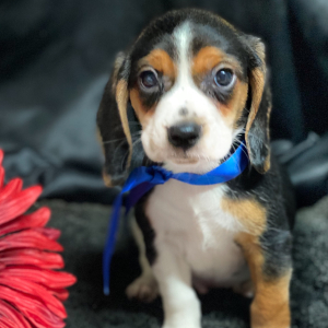 Beagle Puppy Ryker