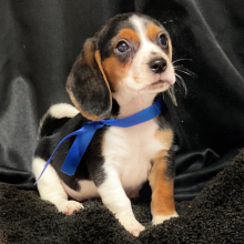 Beagle Puppy Ryker