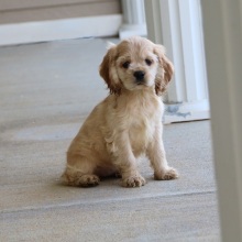 Cocker Spaniel Puppy Stella