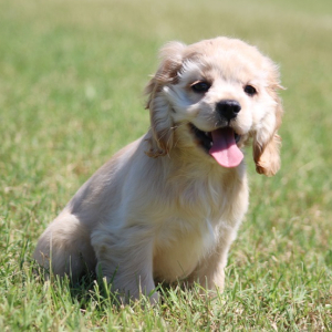 Cocker Spaniel Puppy Stella