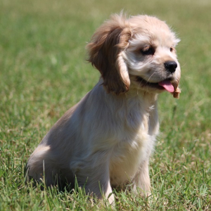 Cocker Spaniel Puppy Stella