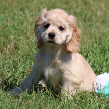 Cocker Spaniel Puppy Stella