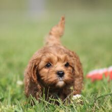 Cavapoo Puppy Martin
