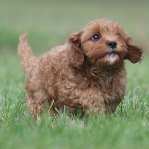Cavapoo Puppy Martin