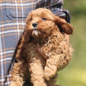 Cavapoo Puppy Martin