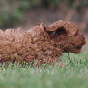 Cavapoo Puppy Martin