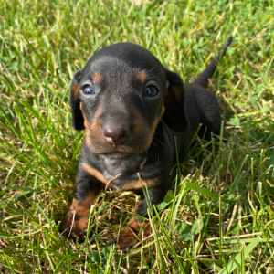 Dachshund Puppy Skye