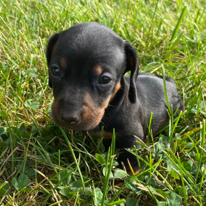 Dachshund Puppy Skye