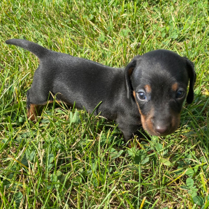 Dachshund Puppy Skye