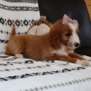 Goldendoodle Puppy Miya
