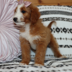 Goldendoodle Puppy Miya