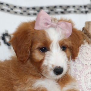 Goldendoodle Puppy Miya