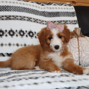 Goldendoodle Puppy Miya