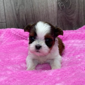 Shih Tzu Puppy Olivia