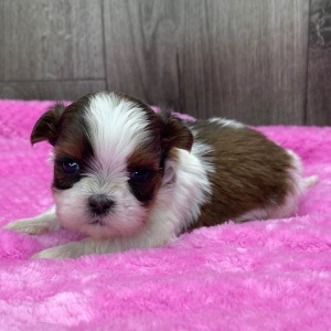 Shih Tzu Puppy Olivia