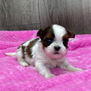 Shih Tzu Puppy Olivia