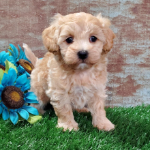 Maltipoo Puppy Koko