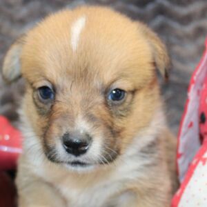 American Corgi Puppy Melyssa