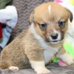 American Corgi Puppy Melyssa