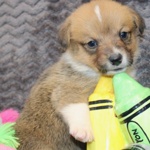 American Corgi Puppy Melyssa