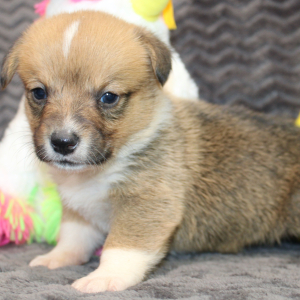 American Corgi Puppy Melyssa