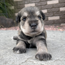 Miniature Schnauzer Puppy Emily