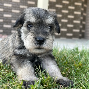 Miniature Schnauzer Puppy Emily