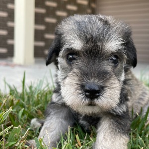 Miniature Schnauzer Puppy Emily