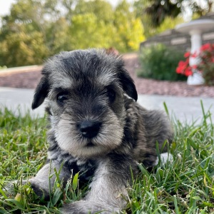 Miniature Schnauzer Puppy Emily