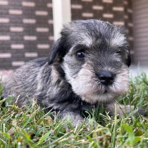 Miniature Schnauzer Puppy Emily