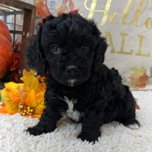 Cavapoo Puppy Timber