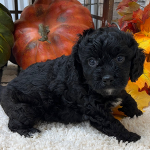 Cavapoo Puppy Timber