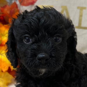 Cavapoo Puppy Timber
