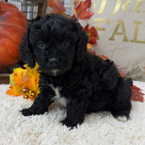Cavapoo Puppy Timber