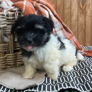 Havanese Puppy Laura