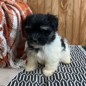 Havanese Puppy Laura