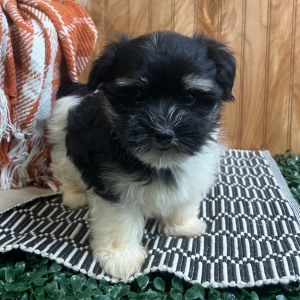 Havanese Puppy Laura