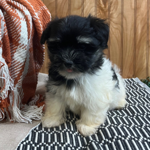 Havanese Puppy Laura