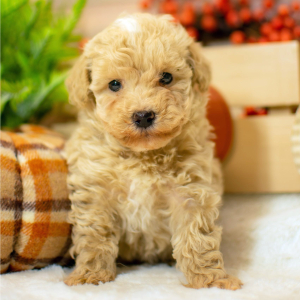 Poodle Puppy Macie