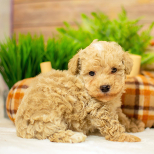 Poodle Puppy Macie