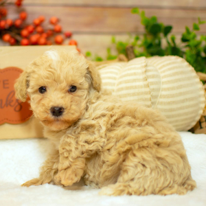 Poodle Puppy Macie