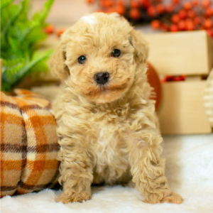 Poodle Puppy Macie