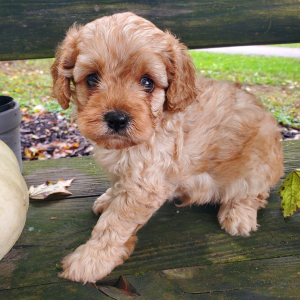 Cavapoo Puppy Trek