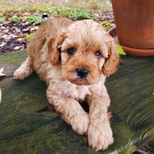 Cavapoo Puppy Trek