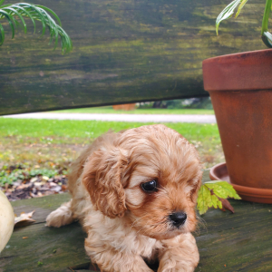Cavapoo Puppy Trek