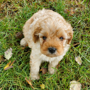 Cavapoo Puppy Trek