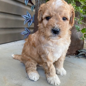 Goldendoodle Puppy Virgil