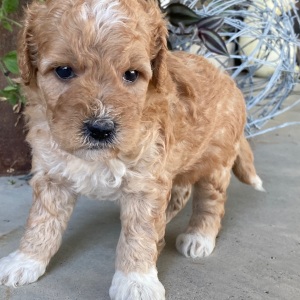 Goldendoodle Puppy Virgil