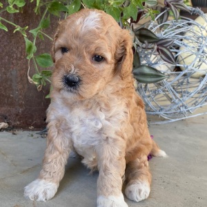 Goldendoodle Puppy Virgil